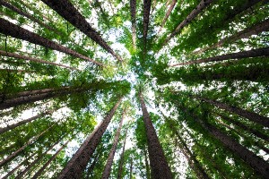 Kent and Medway Local Nature Recovery Strategy